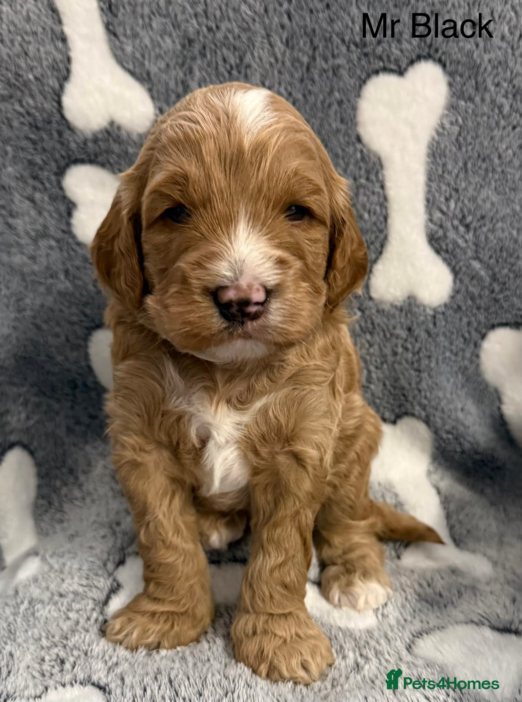 Double Doodle dogs Australian Double Doodle pups  - Advert 18