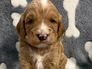 Double Doodle dogs Australian Double Doodle pups - Advert 5