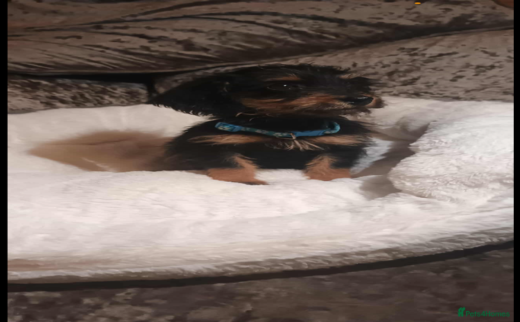 Mixed Breed dogs - Advert 10