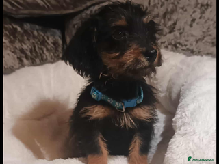 Mixed Breed dogs - Advert 27