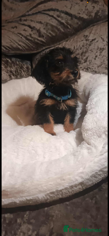 Mixed Breed dogs - Advert 6