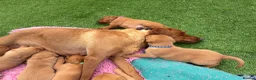 Labrador Retriever dogs for sale: Gorgeous dark Fox Red Pedigree Labs - Advert 12