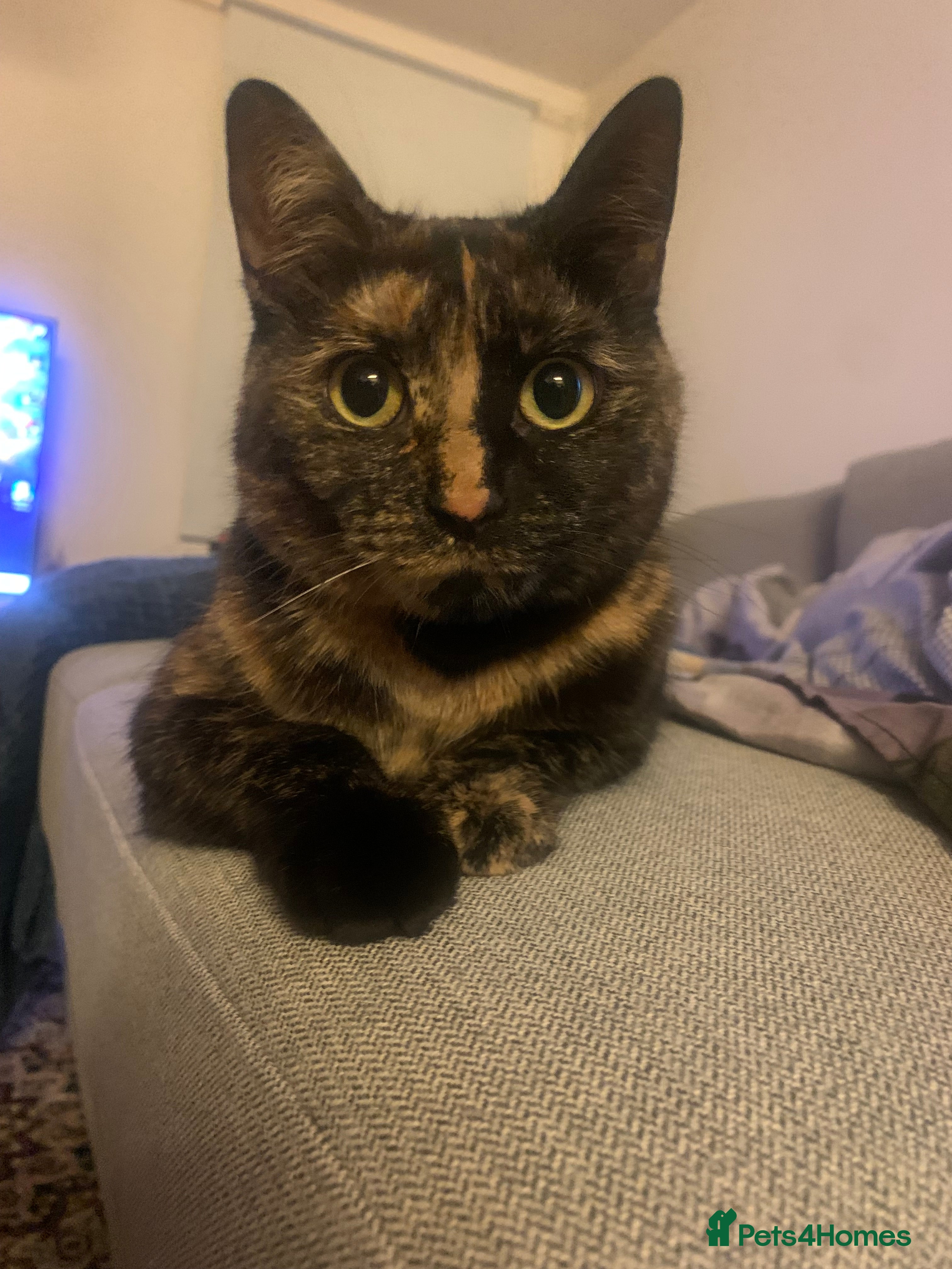 Mixed Breed cats Almost 2 year old female cat - Advert 1