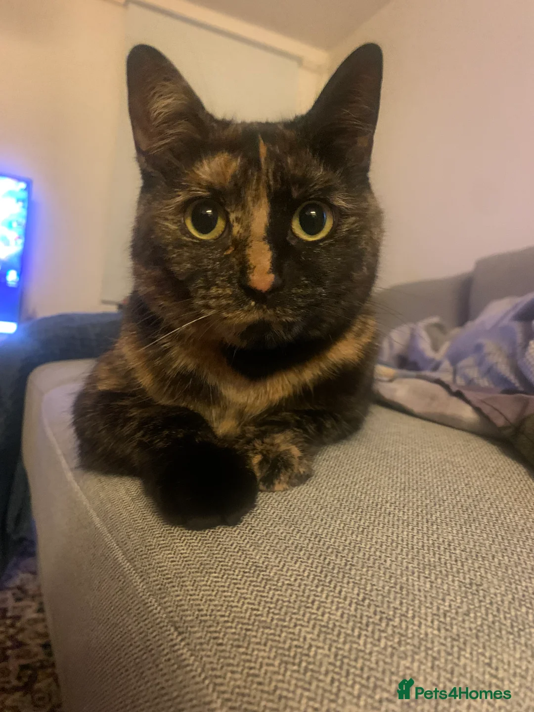 Mixed Breed cats for sale: Almost 2 year old female cat in London - Advert 1