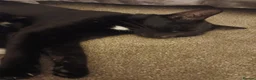 Mixed Breed cats for sale: 8 kittens  - Advert 1