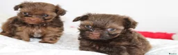 Shihpoo dogs for sale: Chocolate shihpoo’s  - Advert 20