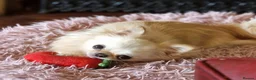 Chihuahua dogs for stud: Amazing Tiny Cream Longcoat Chihuahua FOR STUD  - Advert 3