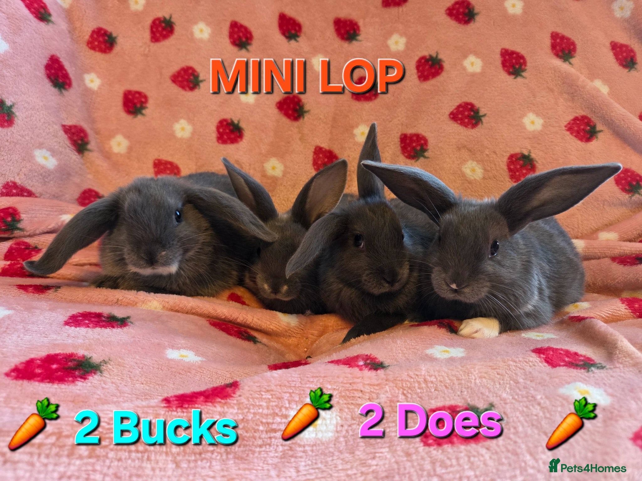Mini Lop rabbits Very tame smokey Grey otter Mini lop ☆8 weeks old - Advert 1
