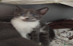 Mixed Breed cats for sale: Mixed Breed kittens for sale  - Image 11