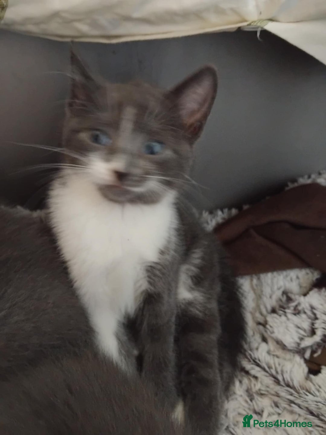 Mixed Breed cats for sale: Mixed Breed kittens for sale  - Image 11