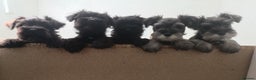 Miniature Schnauzer dogs for stud: KC reg Miniature Schnauzer Proven 'super' Stud  in Cockermouth - Advert 5