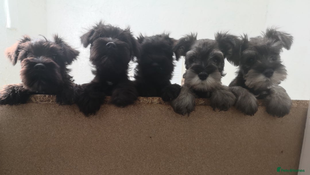 Miniature Schnauzer dogs for stud: KC reg Miniature Schnauzer Proven 'super' Stud  in Cockermouth - Advert 5