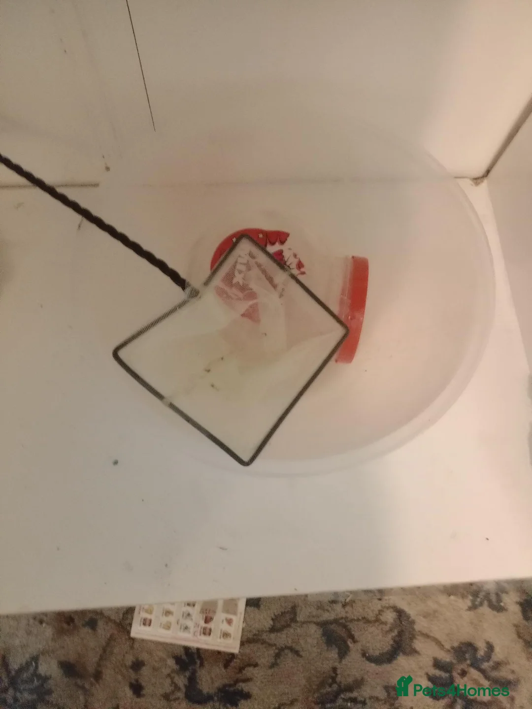 Platies fish for sale: Plattie fish in Birmingham - Advert 2