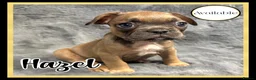 French Bulldog dogs for sale: KC Registered EXCELLENT BLOODLINE HEALTH TESTED - Advert 21