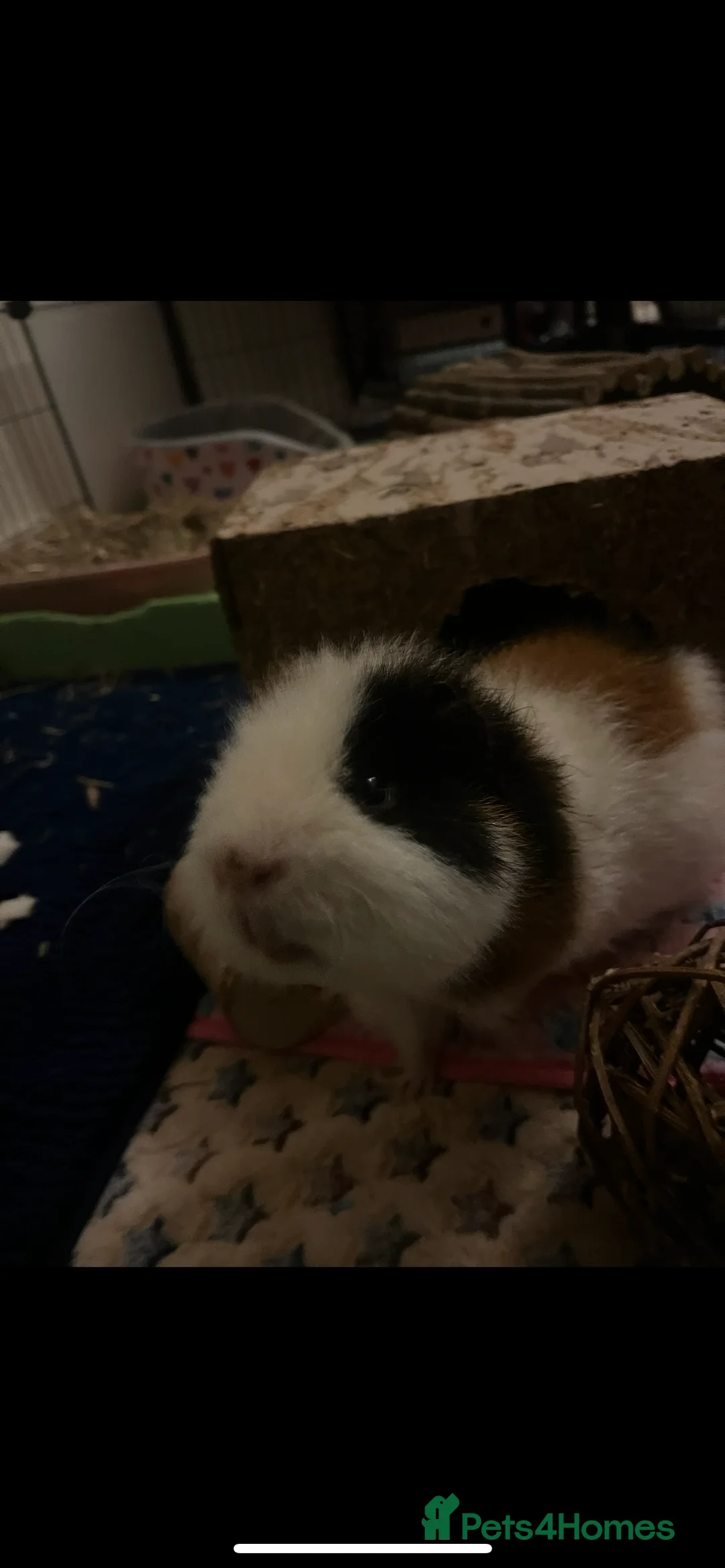 Guinea Pig rodents for sale: 2 male guinea pigs (2 years)+ cage +accessories  in Gloucester - Advert 13