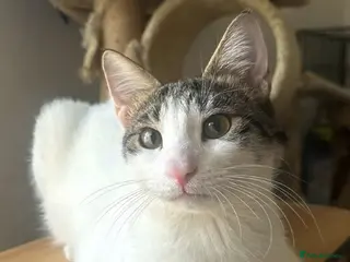 Arabian Mau cats Male Cat for Indoor Adoption - Advert 3