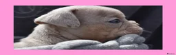 English Bulldog dogs for sale: Stunning Litter of Exotic English Bulldogs - Advert 30