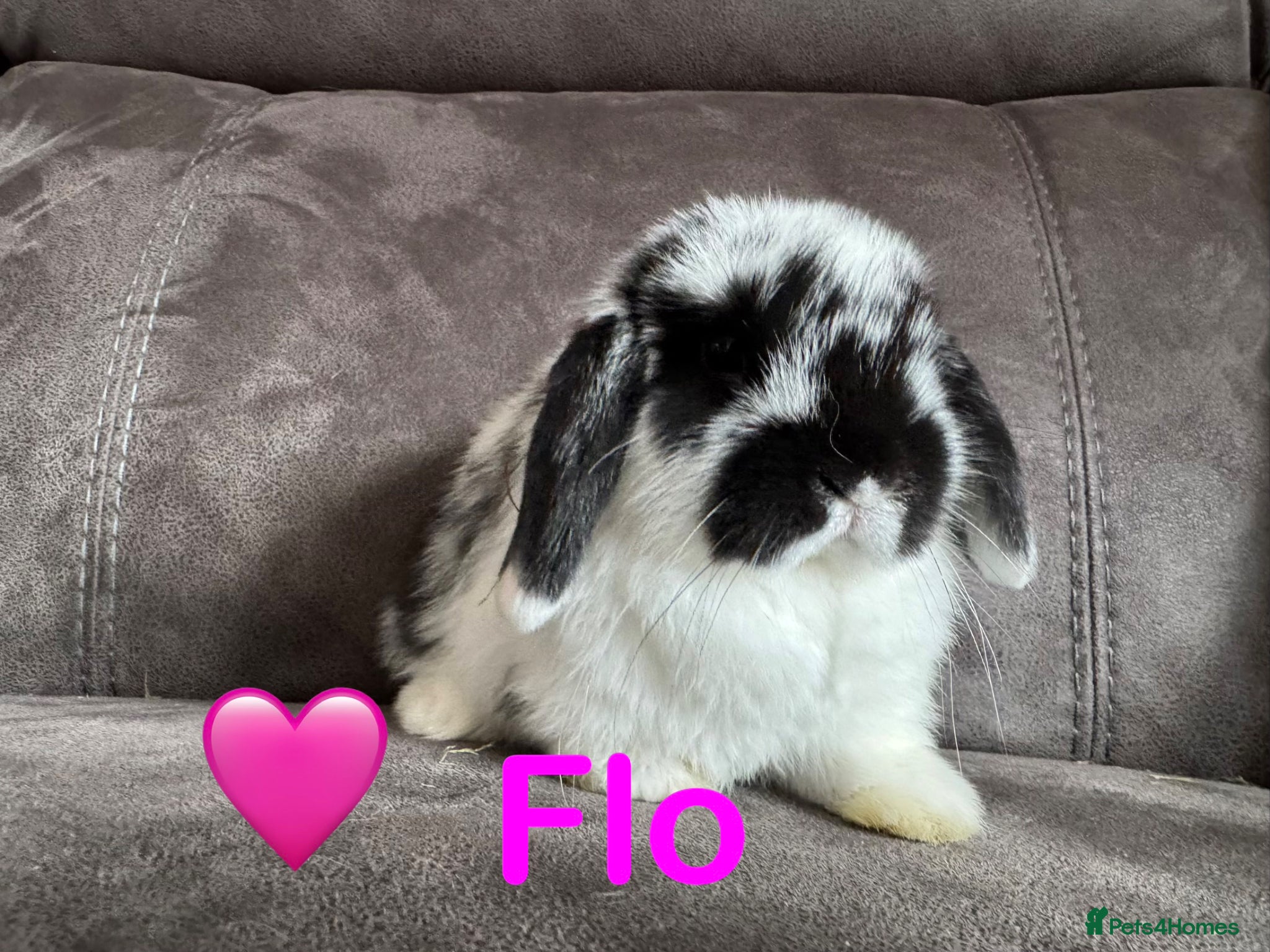 Mini Lop rabbits 💙 Pure Breed Mini Lop Boys Available 🩷 - Advert 1