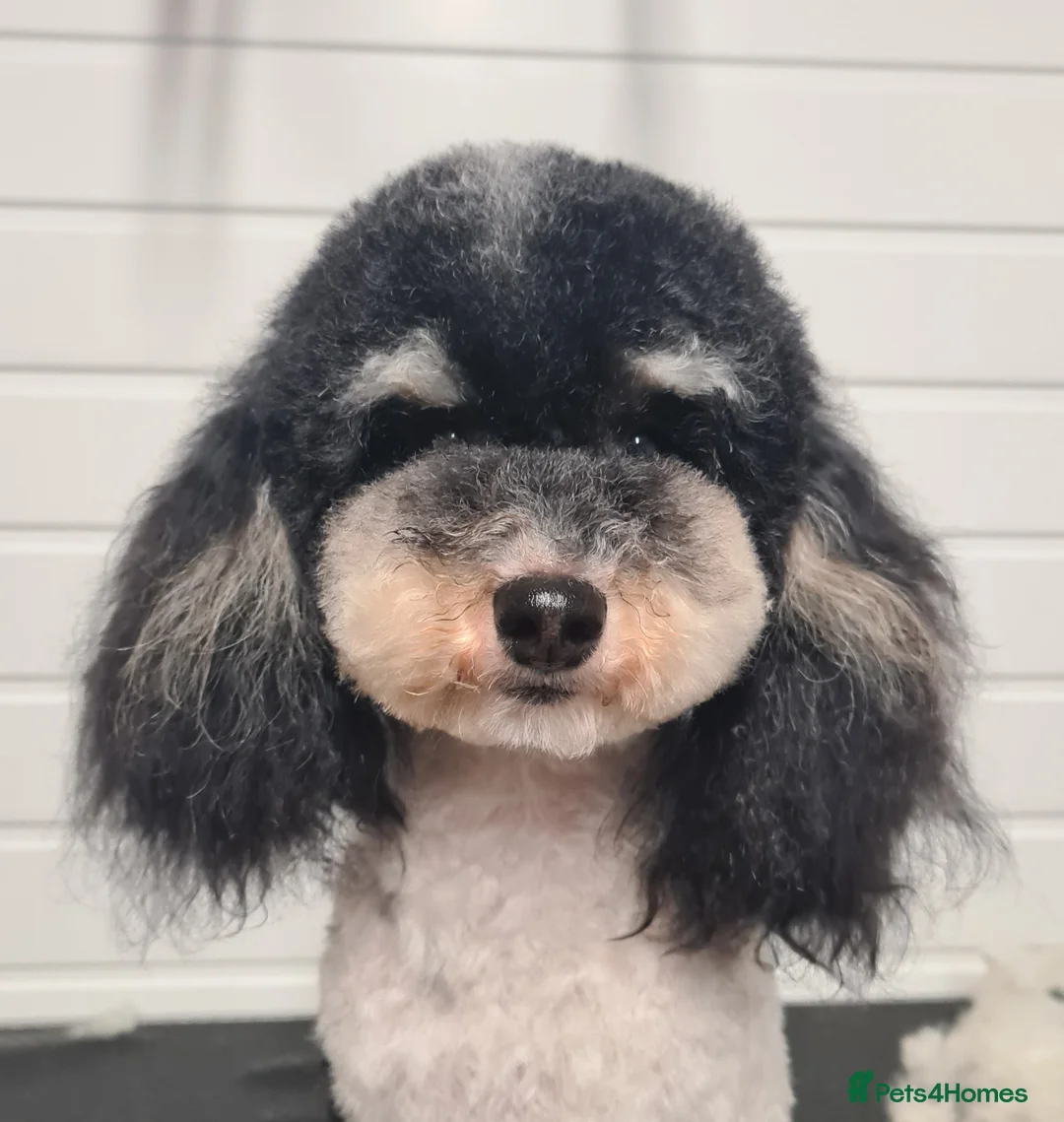 Toy Poodle dogs for stud: Health Tested Tri Toy in Birkenhead - Advert 7