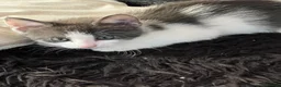 Mixed Breed cats for sale: Princess  - Advert 3
