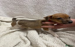 Jack Russell dogs for sale: 4 jack Russell puppies  - Advert 5