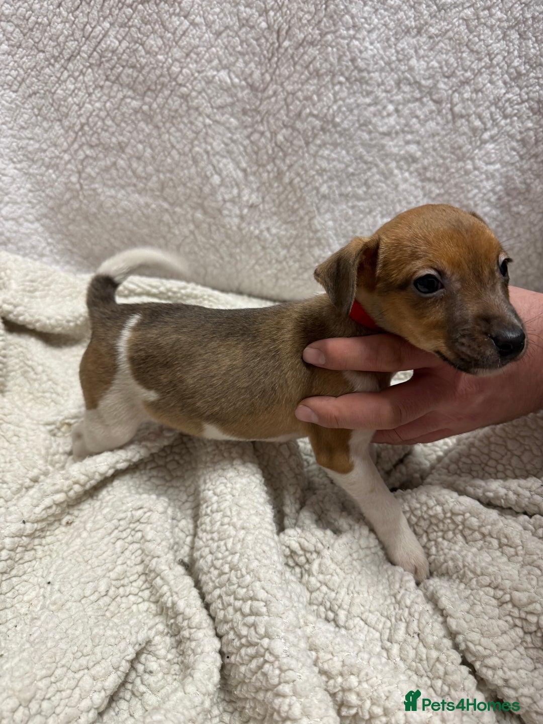 Jack Russell dogs for sale: 4 jack Russell puppies  - Advert 5