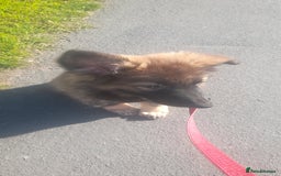 German Shepherd dogs for sale: Nyla german shepherd  - Image 6