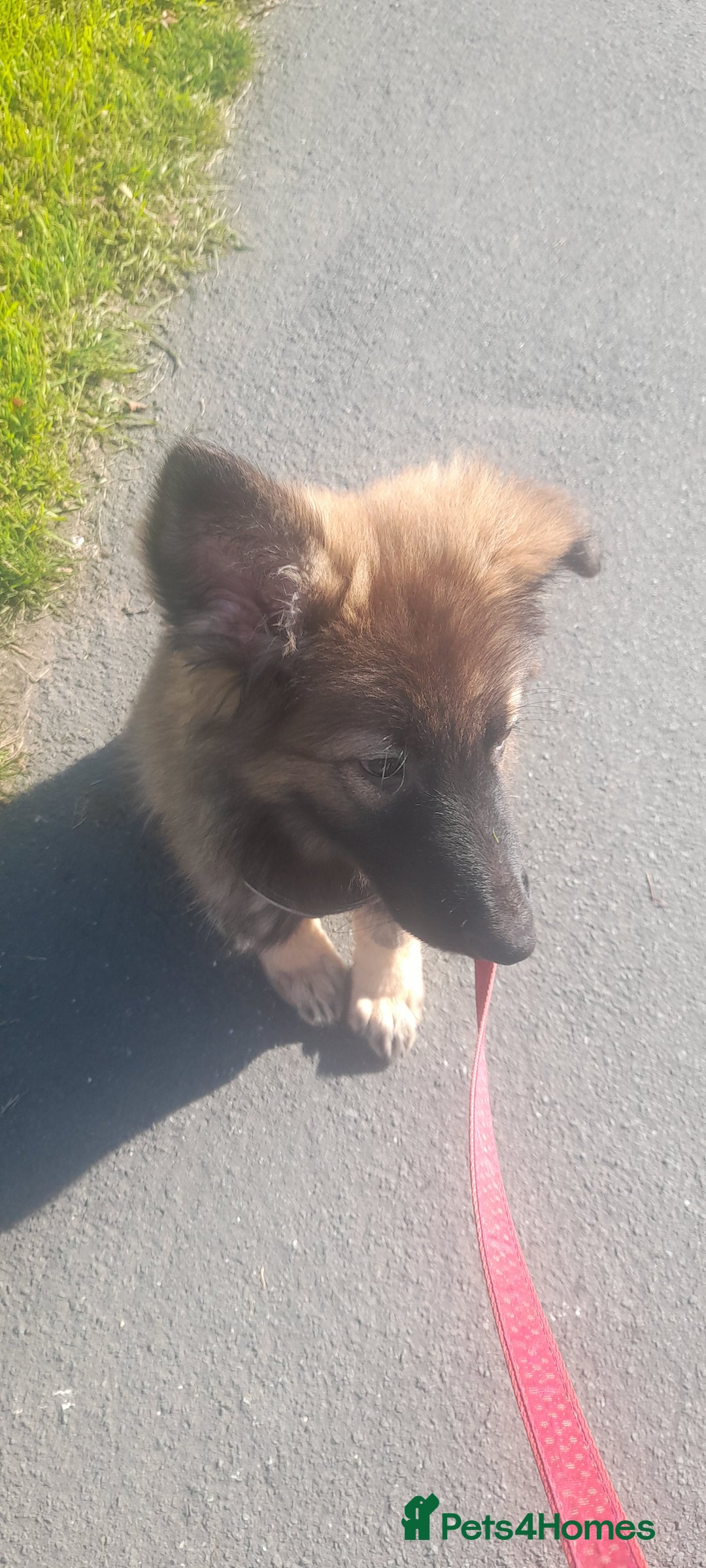 German Shepherd dogs for sale: Nyla german shepherd  - Image 6