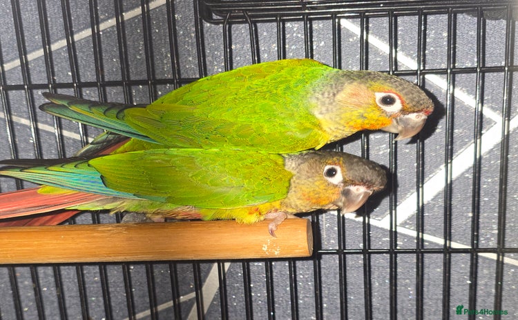 Conures birds - Advert 3