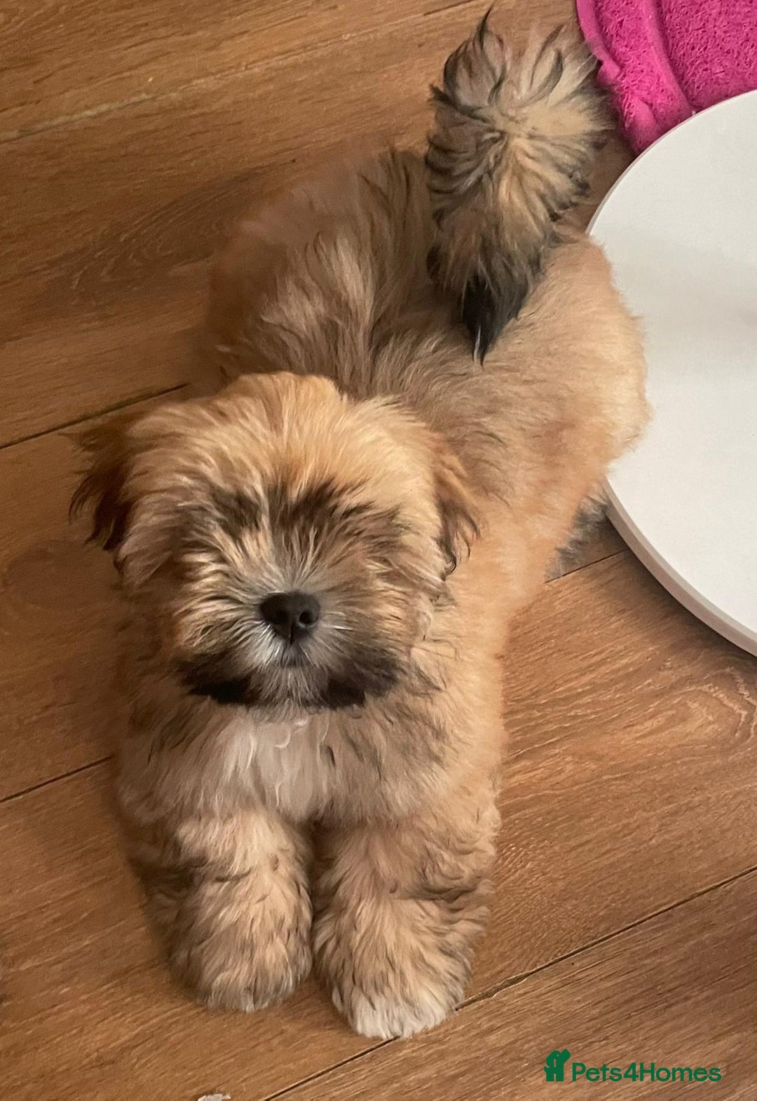 Lhasa Apso dogs for sale: Male Lhasa Apso puppy  - Image 2
