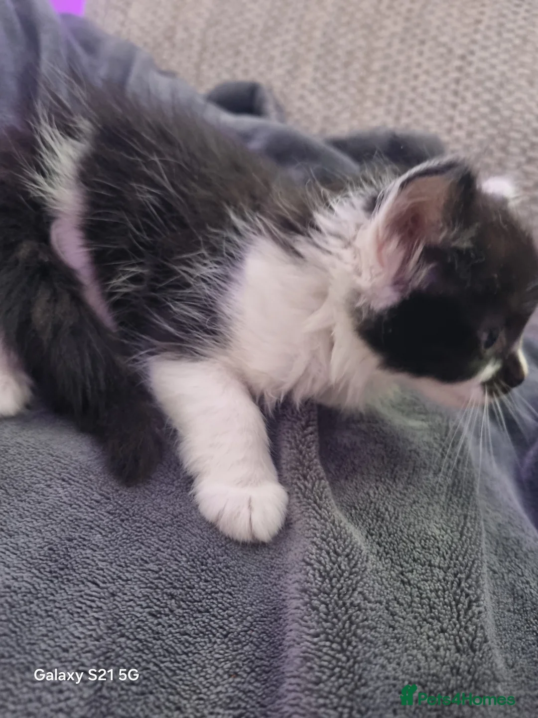 Mixed Breed cats for sale: long-haired kittens looking for a loving home - Advert 18