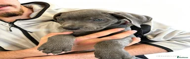 Cane Corso 6