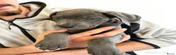 Cane Corso dogs for sale: 10 stunning purebred cane corso puppies  - Advert 5