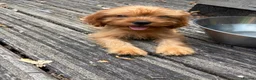 Cavapoo dogs for sale: Toy Cavapoo puppies- available 1 boy and 1 girl. - Advert 6