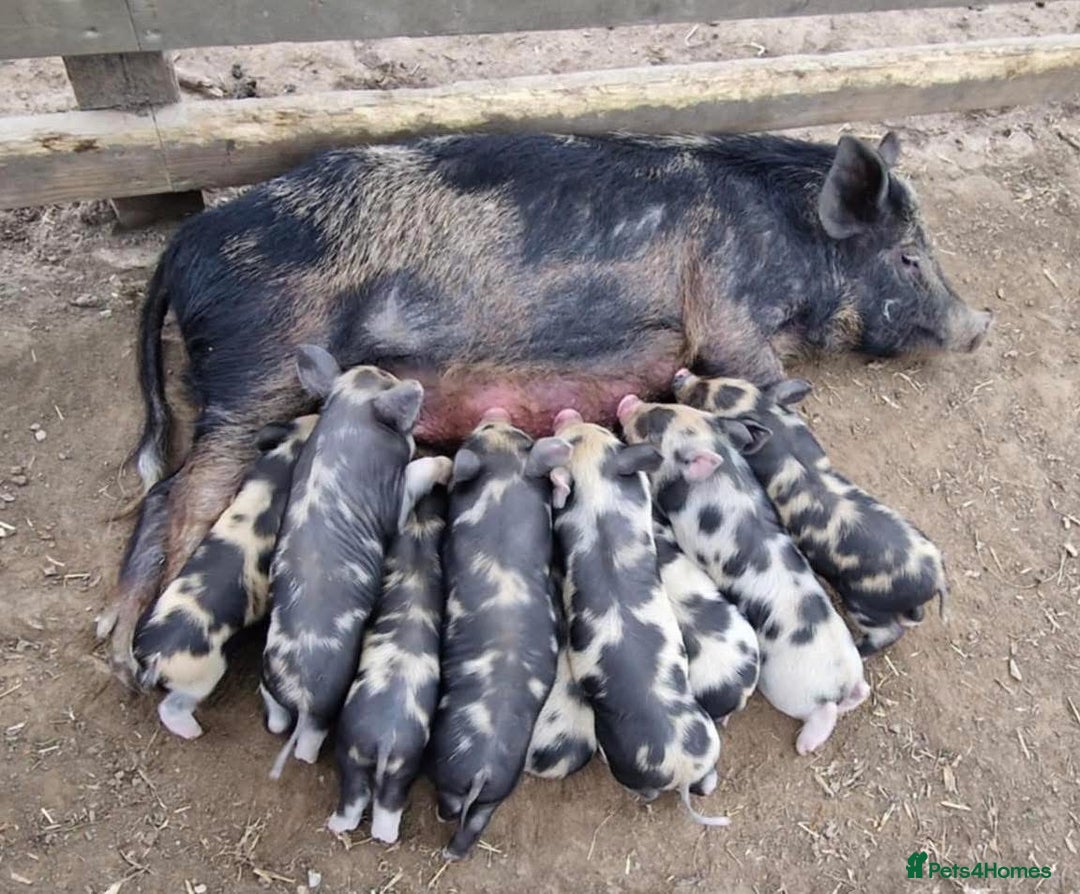 Pig livestock for sale: Miniature Piglets Ready To Leave - Advert 1