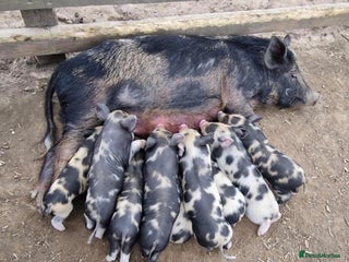 Pig livestock Miniature Piglets Ready To Leave - Advert 2