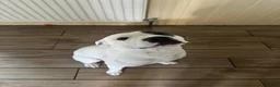Staffordshire Bull Terrier dogs for stud: Stud Staffy Dog - Advert 12