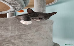Mixed Breed cats for sale: Grey tuxedo 9 month kitten for a loving home  - Image 2