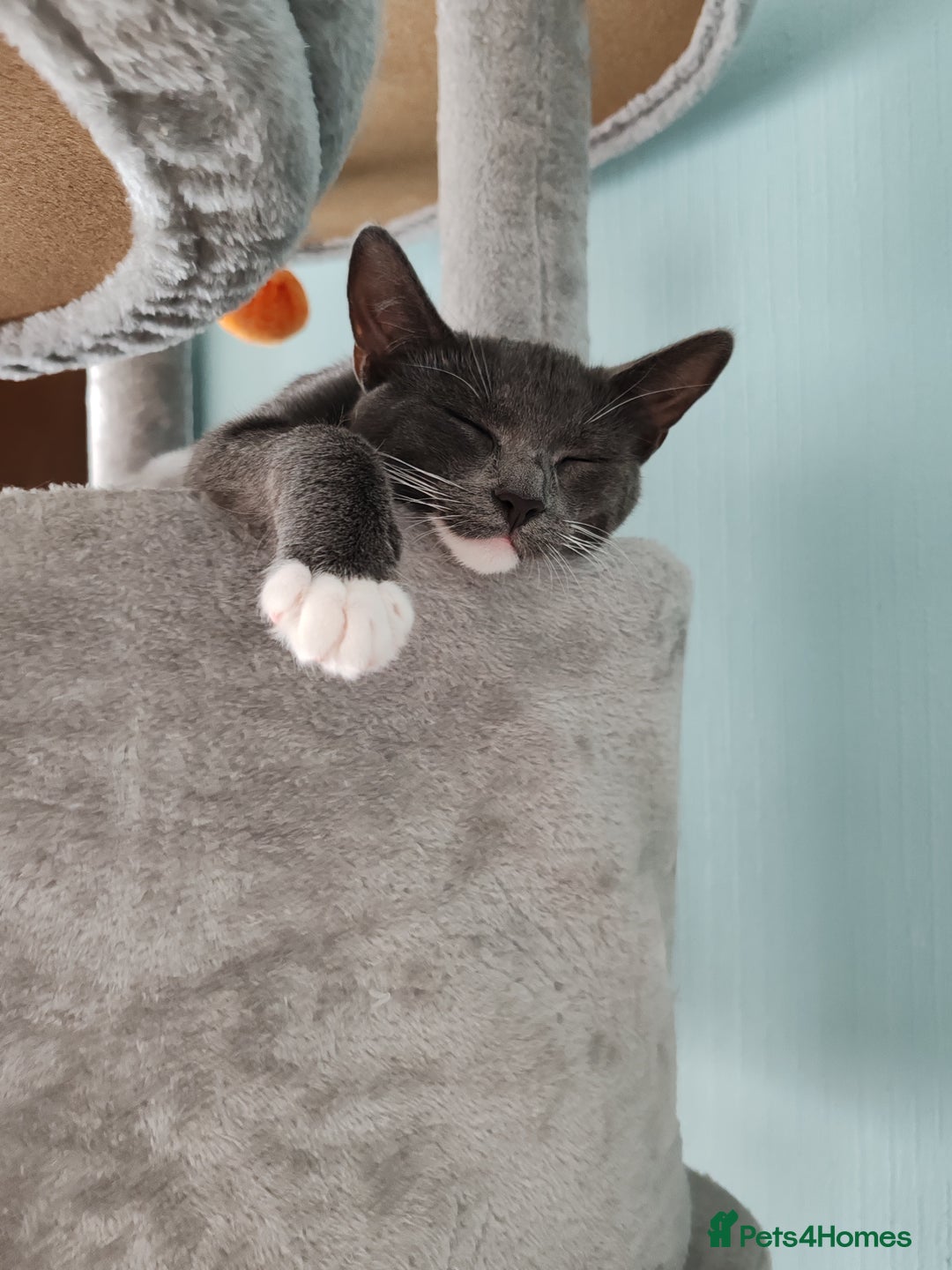 Mixed Breed cats for sale: Grey tuxedo 9 month kitten for a loving home  - Image 2