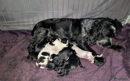 Cockapoo dogs for sale: F1 cockapoos babies  - Image 7