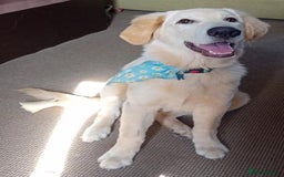 Mixed Breed dogs for sale: Bernard - Goldie Shepherd - Image 2