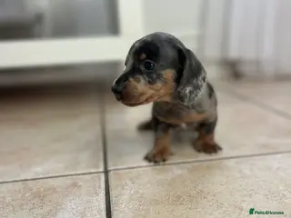 Miniature Dachshund dogs Stunning Dachshunds - Advert 7