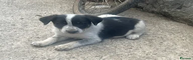 Border Collie 2