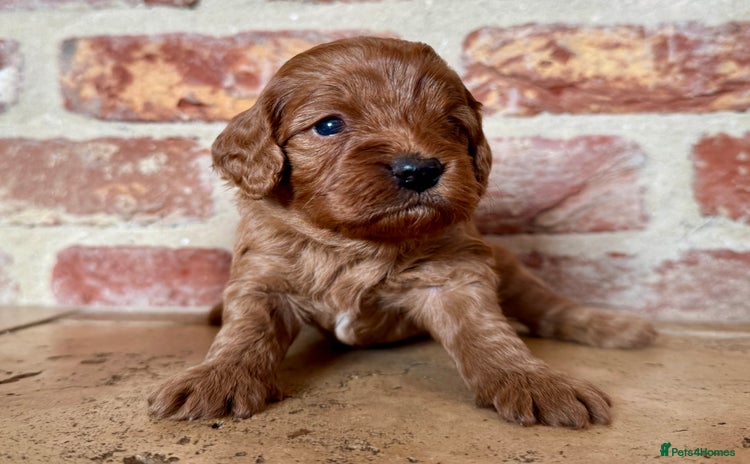 Cavapoo dogs - Advert 11