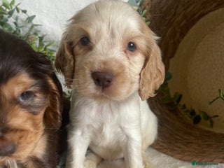 Cocker Spaniel dogs STUNNING SHOW COCKERS DNA TESTED - Advert 15