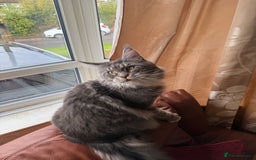 Maine Coon cats for sale: GCCF Pedigree Russian line Maine Coon - Advert 19