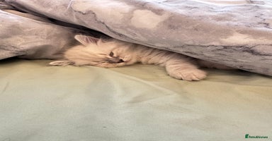 Siberian cats - Advert 3