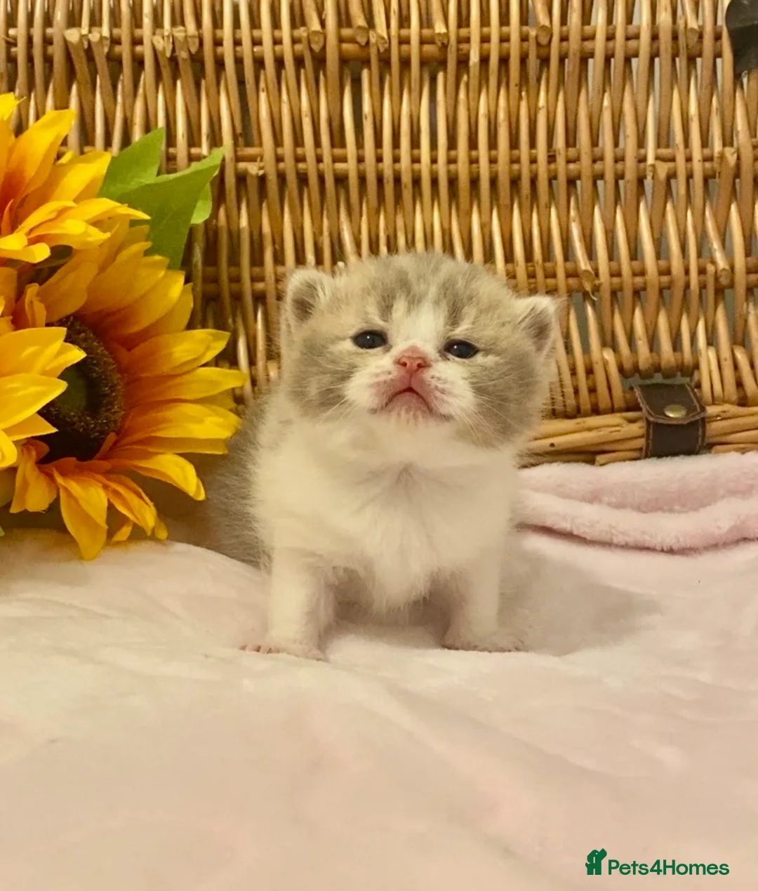 Scottish Fold cats for sale: 🧸EXTREMELY RARE TICA FAWN SCOTTISH/BSH 😻🧸 - Advert 22