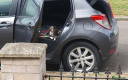 Italian Greyhound dogs for sale: Italian greyhound pup - Image 3