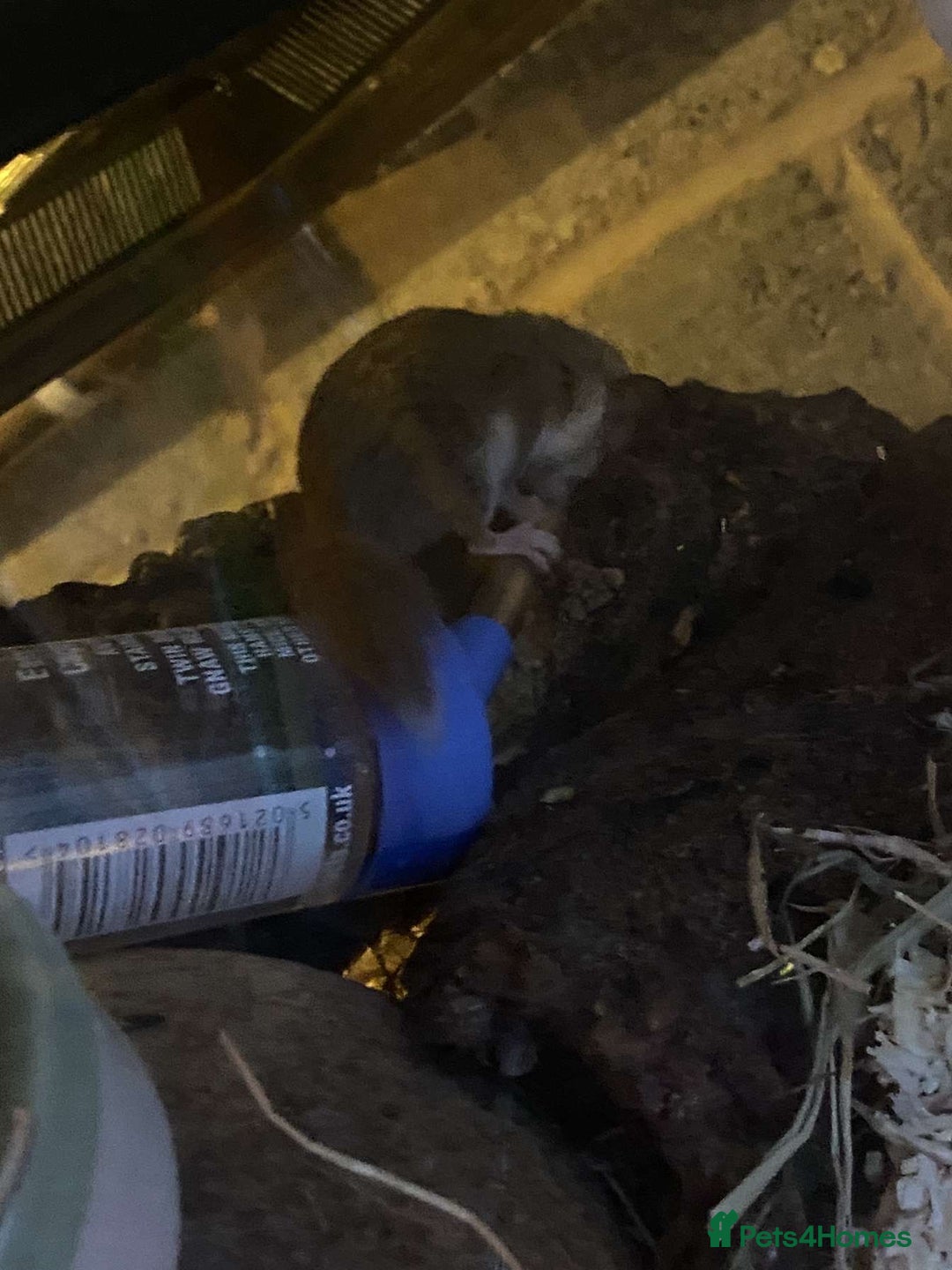 Mouse rodents for sale: 2 x African Pygmy Dormice - Image 2